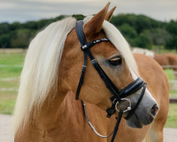 broodmare Melina (4,69% ox) (Edelbluthaflinger, 2008, from Nebos I (3,125% ox))