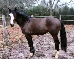 stallion H'Quinao D'Aurois (Selle Français, 2017, from Excalibur de la Tour Vidal)