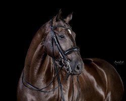 dressage horse Dracarys (Hanoverian, 2013, from Decurio 3)