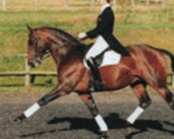 stallion Catherston Liberator (UK Warmblood, 1993, from Liboi xx)