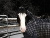 dressage horse Duke 341 (Welsh-Cob (Sek. D), 2013, from Crugmelyn Myrddin)