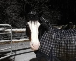 Dressurpferd Duke 341 (Welsh-Cob (Sek. D), 2013, von Crugmelyn Myrddin)