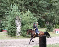 broodmare Lizcalina (Bavarian, 2008, from Lizarazu)