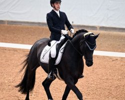 dressage horse Finesty (German Sport Horse, 2016, from Finest)