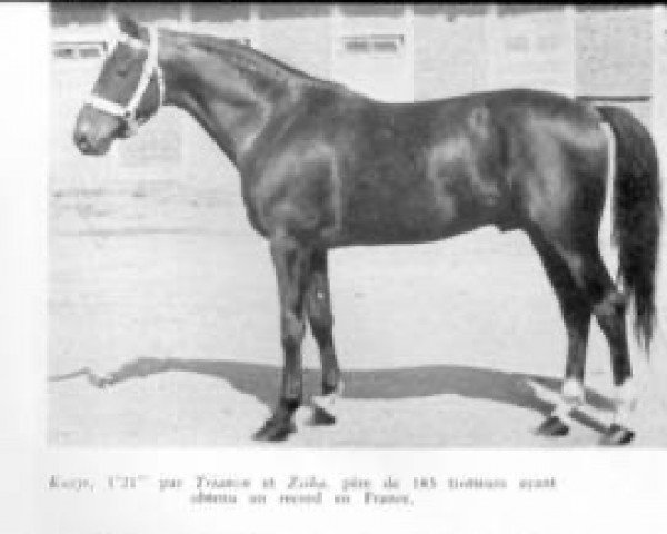 stallion Kozyr (FR) (French Trotter, 1932, from Trianon (FR))