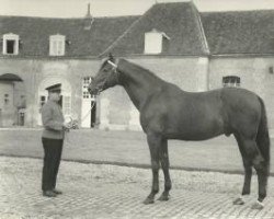 Deckhengst Mario (FR) (Französischer Traber, 1956, von Carioca II (FR))