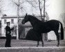 stallion Tcherco AA (Anglo-Arabs, 1976, from Tcherkess AA)