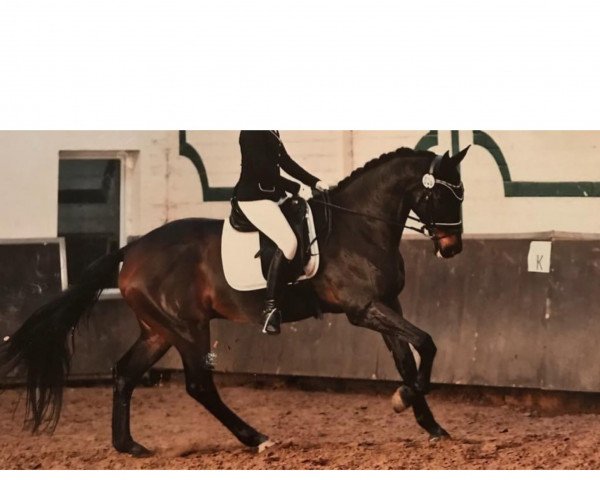 dressage horse Valerma (KWPN (Royal Dutch Sporthorse), 2002, from Métall)