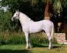 stallion Judio VII (Pura Raza Espanola (PRE), 1996, from Belico III)