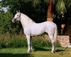 stallion Judio VII (Pura Raza Espanola (PRE), 1996, from Belico III)