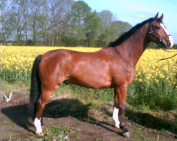 horse Aragon 292 (Holsteiner, 2002, from Aljano)