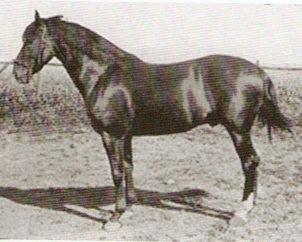 Pferd Melena (Pura Raza Espanola (PRE), 1894, von Algareno)