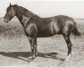 horse Melena (Pura Raza Espanola (PRE), 1894, from Algareno)