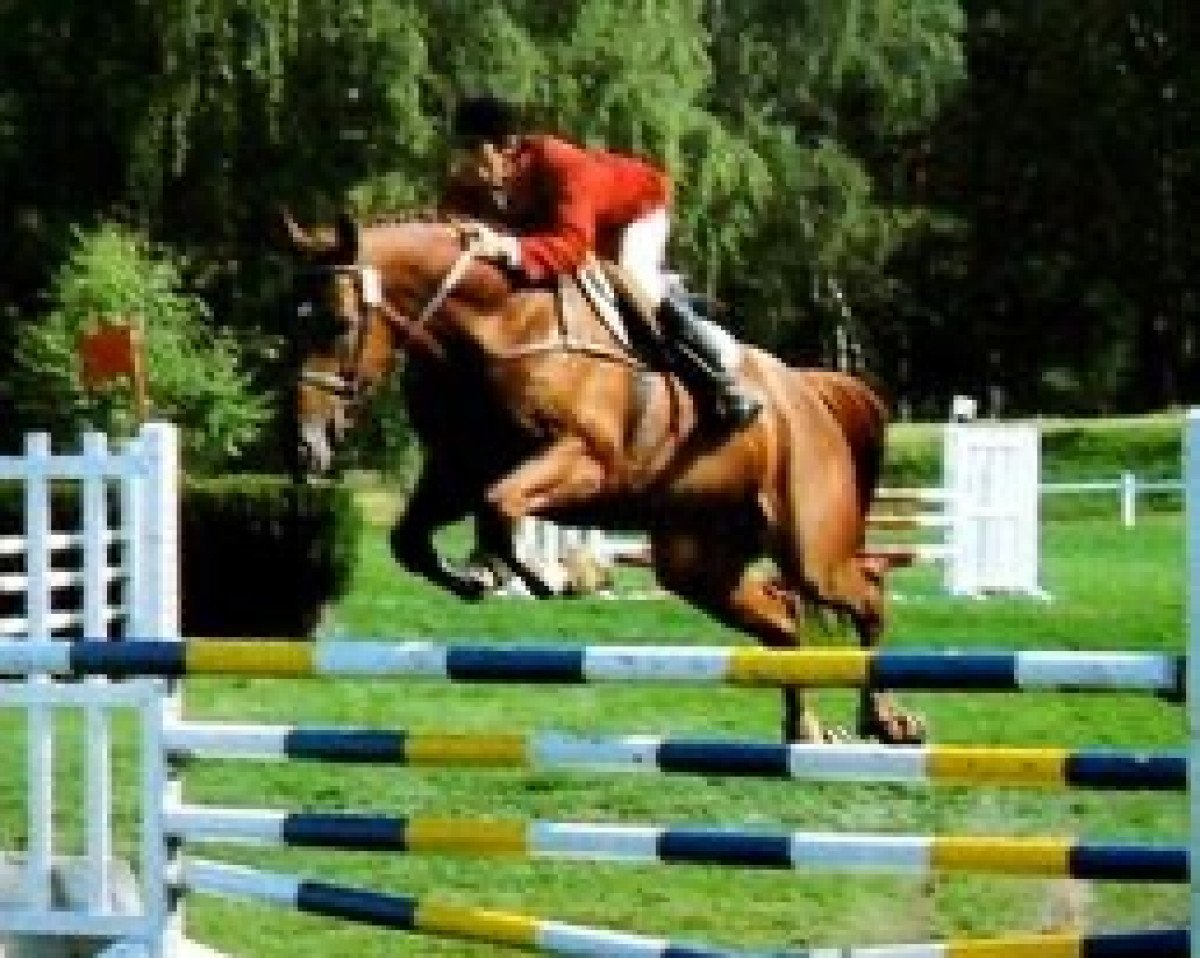 Deckhengst Gaverlys du Cercle AA (Anglo-Araber, 1987, von Gaverdi x)