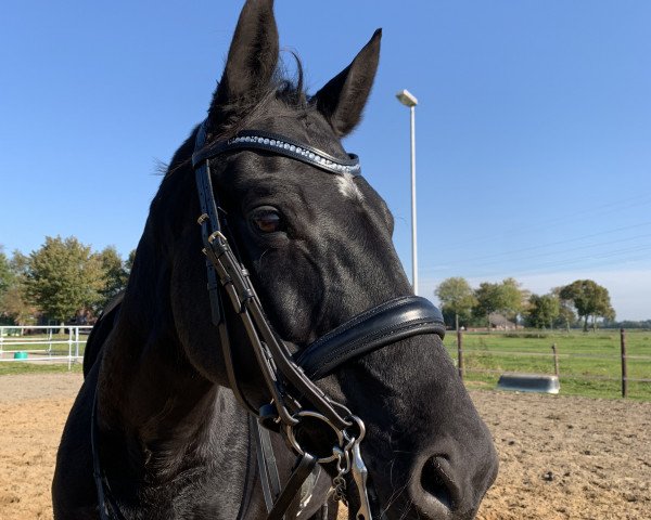 dressage horse Swarovski's Pearl (Oldenburg, 2009, from Swarovski)