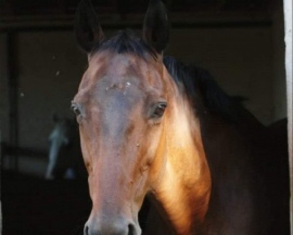 stallion Prince d'Anzex AA (Anglo-Arabs, 1981, from Le Grillon II AA)