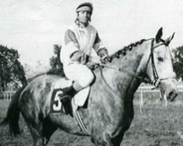 stallion Le Grillon II AA (Anglo-Arabs, 1974, from Dionysos II AA)