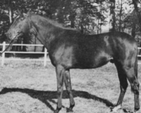 stallion Dan II AA (Anglo-Arabs, 1953, from Micipsa xx)