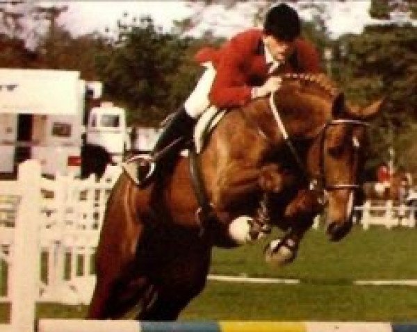 stallion As de Villiers (Selle Français, 1988, from Grand Veneur)