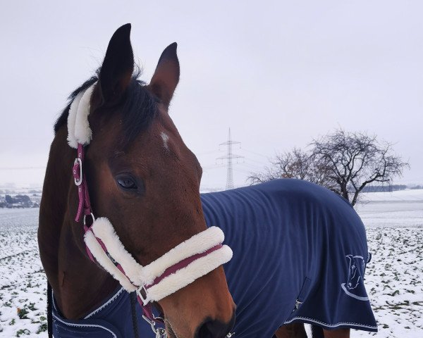 jumper Coolio 27 (German Warmblood, 2008, from Coco Maurice)