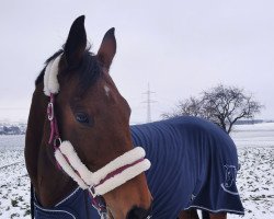 Springpferd Coolio 27 (Deutsches Reitpferd, 2008, von Coco Maurice)