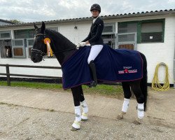 dressage horse du Oder Keiner Rainer (Hanoverian, 2013, from Drombusch)