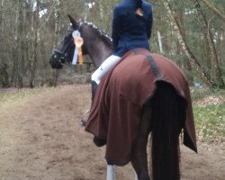 dressage horse Last Löwenstein (Westphalian, 1989, from Loewenstein)