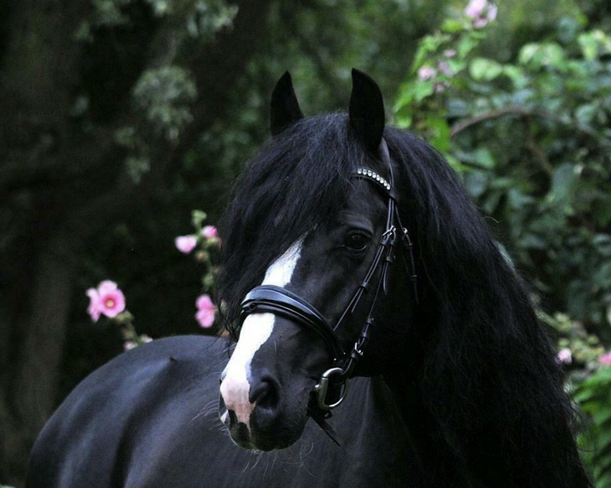 stallion Bacon (Welsh-Cob (Sek. D), 2012, from Cockmoor Brenin Ebrill)