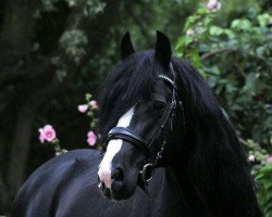 stallion Bacon (Welsh-Cob (Sek. D), 2012, from Cockmoor Brenin Ebrill)