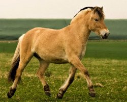 broodmare Fatima (Fjord Horse, 2011, from Kjartan)