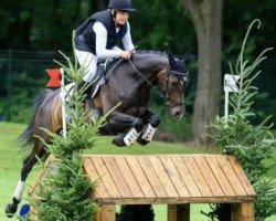 jumper Schierensees Sugar Babe (German Riding Pony, 2008, from Hadrian)