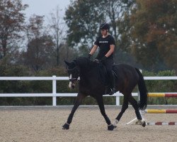 dressage horse Darley 4 (Hanoverian, 2012, from Danone II)