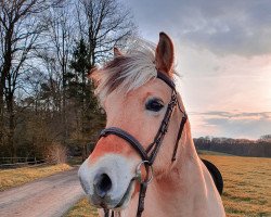 horse Jascha (Fjord Horse, 2010, from Jannik Gærum)