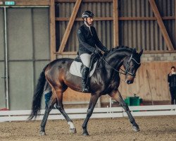 dressage horse Sound of Silence (Oldenburg, 2017, from Scuderia)