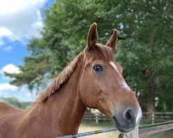 dressage horse Dumbledore 74 (Mecklenburg, 2008, from Dantino)