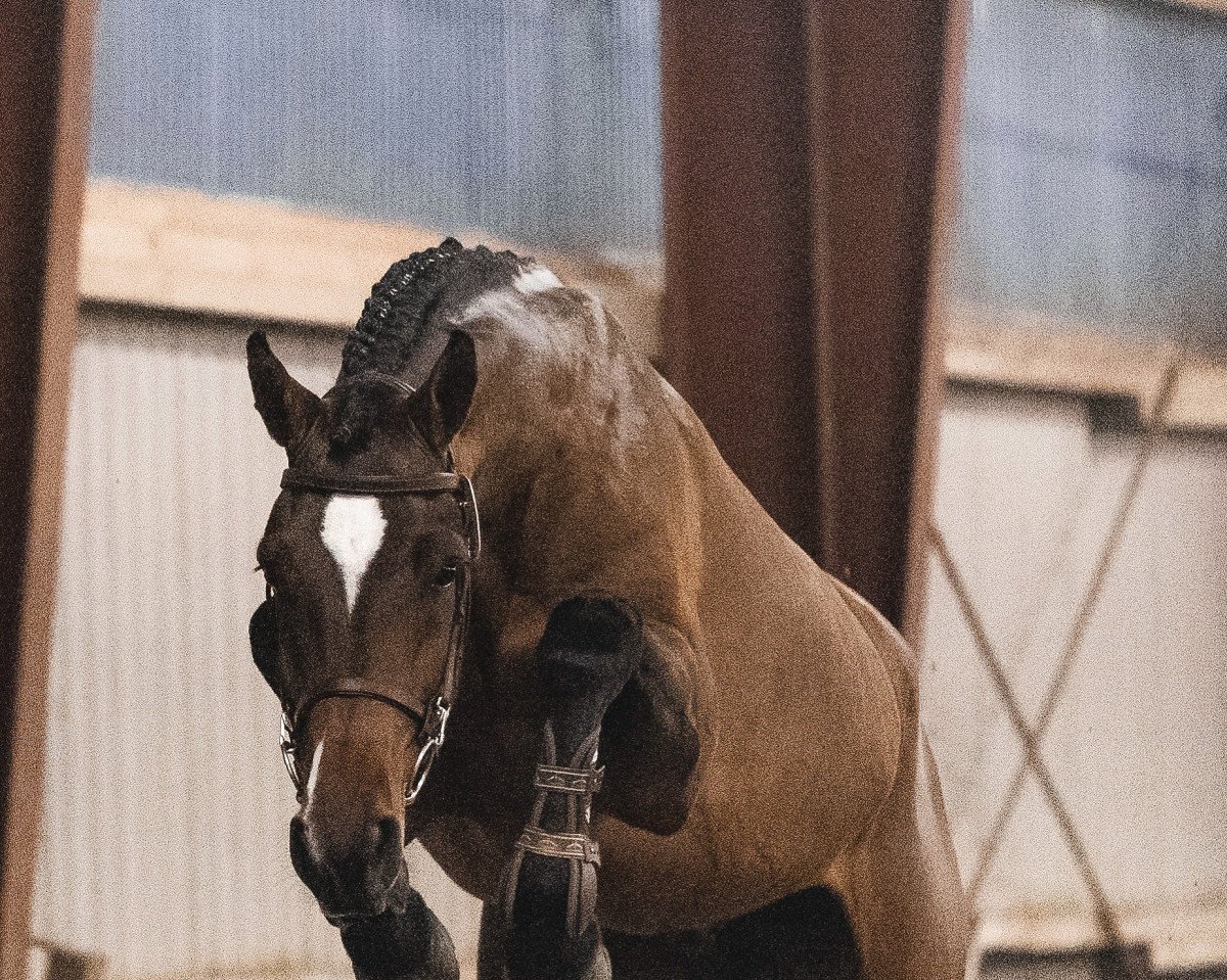 jumper Upper Class 6 (Holsteiner, 2018, from Unlimited)
