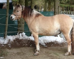 horse Toronto (Fjord Horse, 2012, from Mr. Tveiten N.2591)