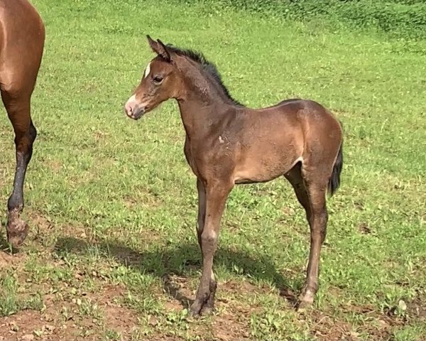 dressage horse Dream of Love L (German Sport Horse, 2021, from Dynamic Dream)