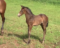 Pferd Dream of Love L (Deutsches Sportpferd, 2021, von Dynamic Dream)