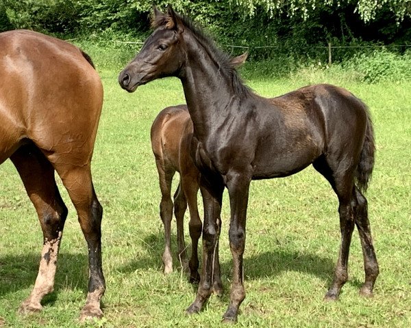 dressage horse Cadeau d‘amour L (German Sport Horse, 2021, from CADEAU NOIR)