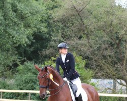 dressage horse Luiz Barroso (Hanoverian, 2012, from Henglein's Licosto)