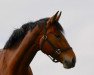 dressage horse Düsseldorf (Westphalian, 2015, from Danciano)