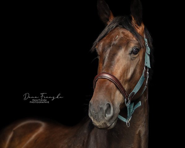 dressage horse Remy Rubin K (Hanoverian, 2018, from Rubin Royal OLD)
