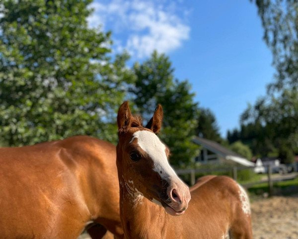 dressage horse Dein buntes Glück (German Riding Pony, 2021, from Dance For Me)