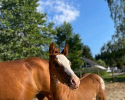 Dressurpferd Dein buntes Glück (Deutsches Reitpony, 2021, von Dance For Me)