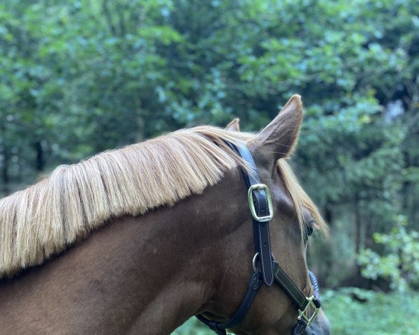 dressage horse Hesselteichs Duplo (Westphalian, 2019, from HET Don´t forget me)
