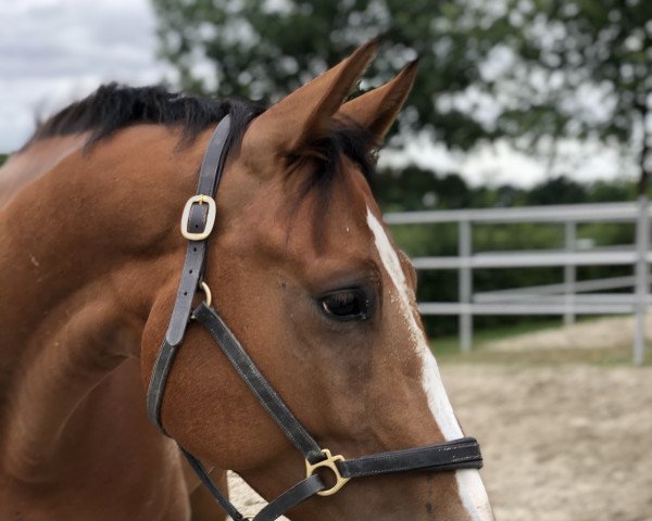 jumper Mon Petit Malito Z (Zangersheide riding horse, 2017, from Malito de Reve)