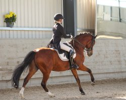 dressage horse Heiligenberg's Vanity Fair (German Riding Pony, 2006, from Vivaldi)