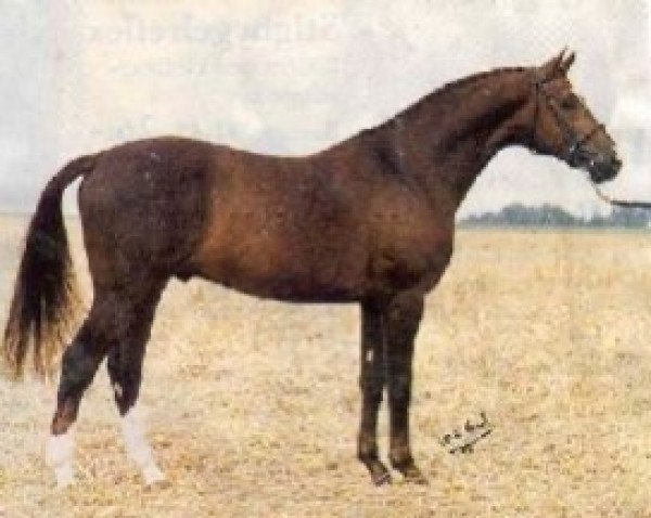stallion Artist (Swedish Warmblood, 1985, from Strauss)