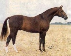 Deckhengst Artist (Schwedisches Warmblut, 1985, von Strauss)